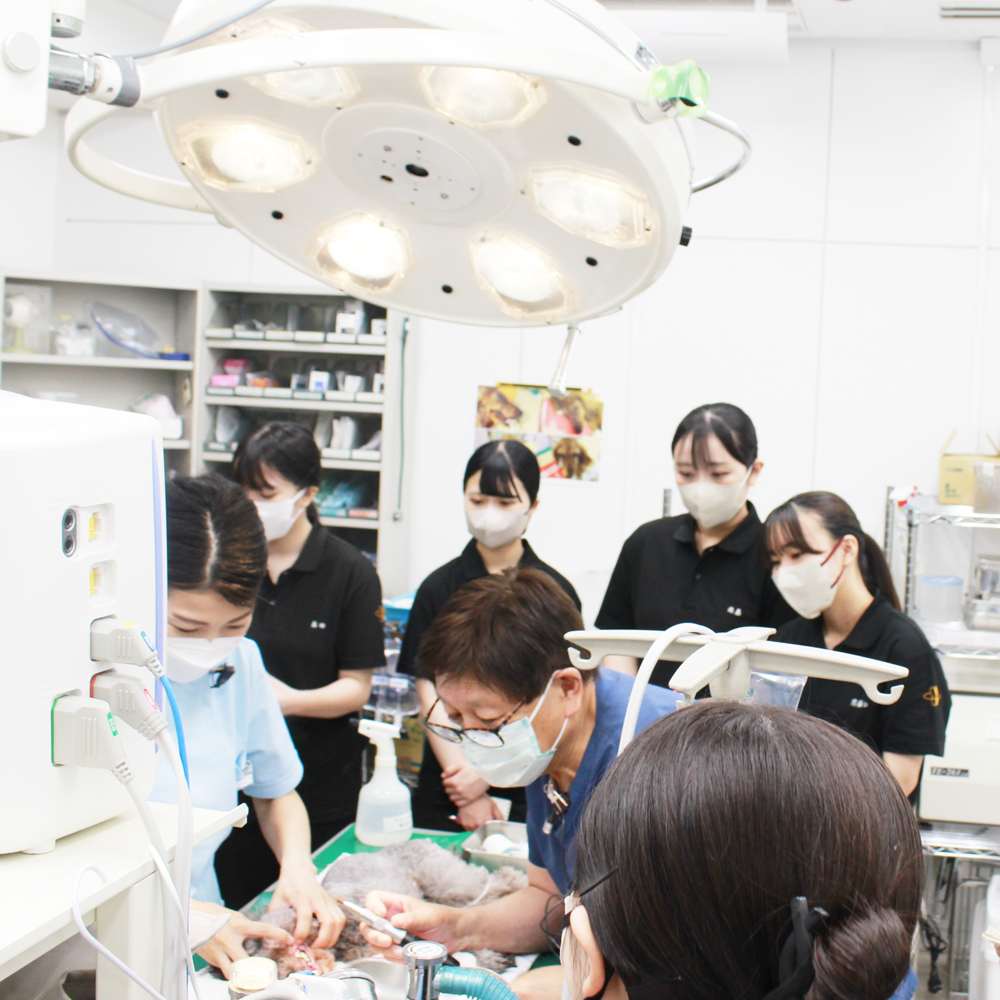 歯石除去の処置を勉強！
